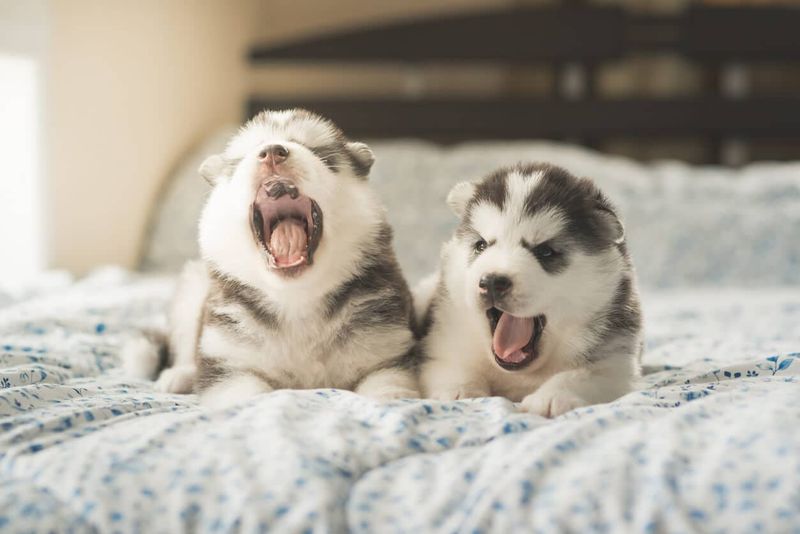 Yawning