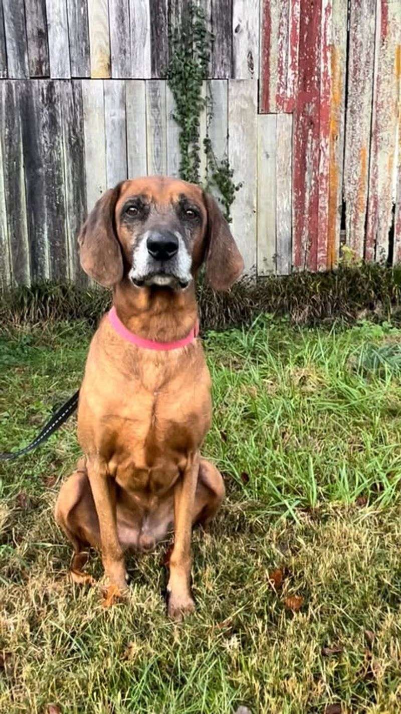 Redbone Coonhound