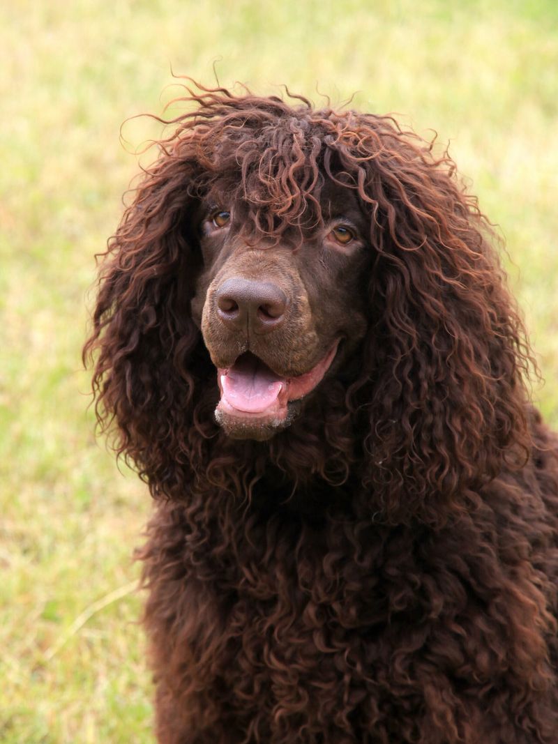 Irish Water Spaniel