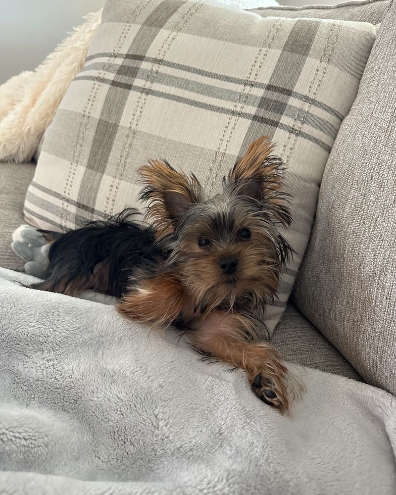 Yorkshire Terrier