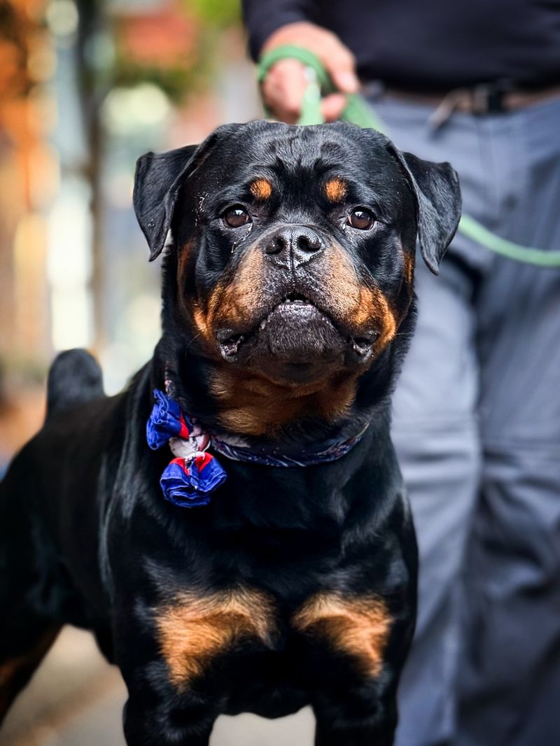 Rottweiler