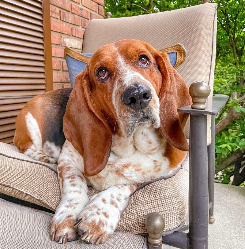Basset Hound