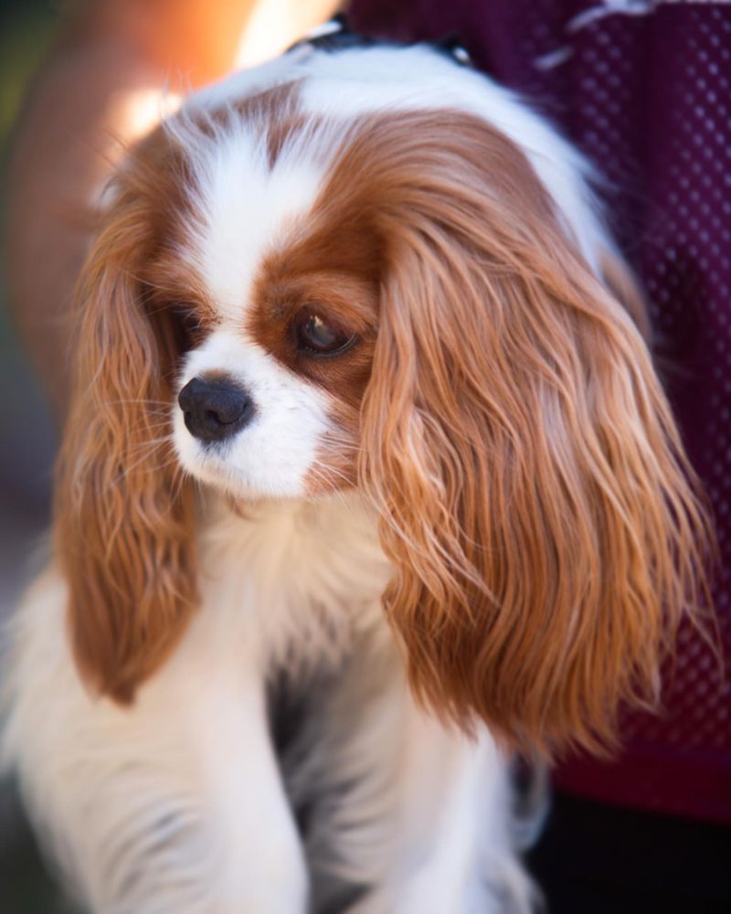 Cavalier King Charles Spaniel