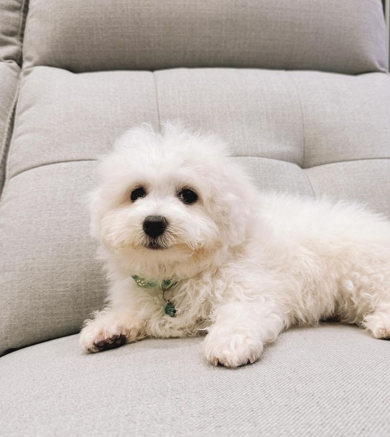 Bichon Frise
