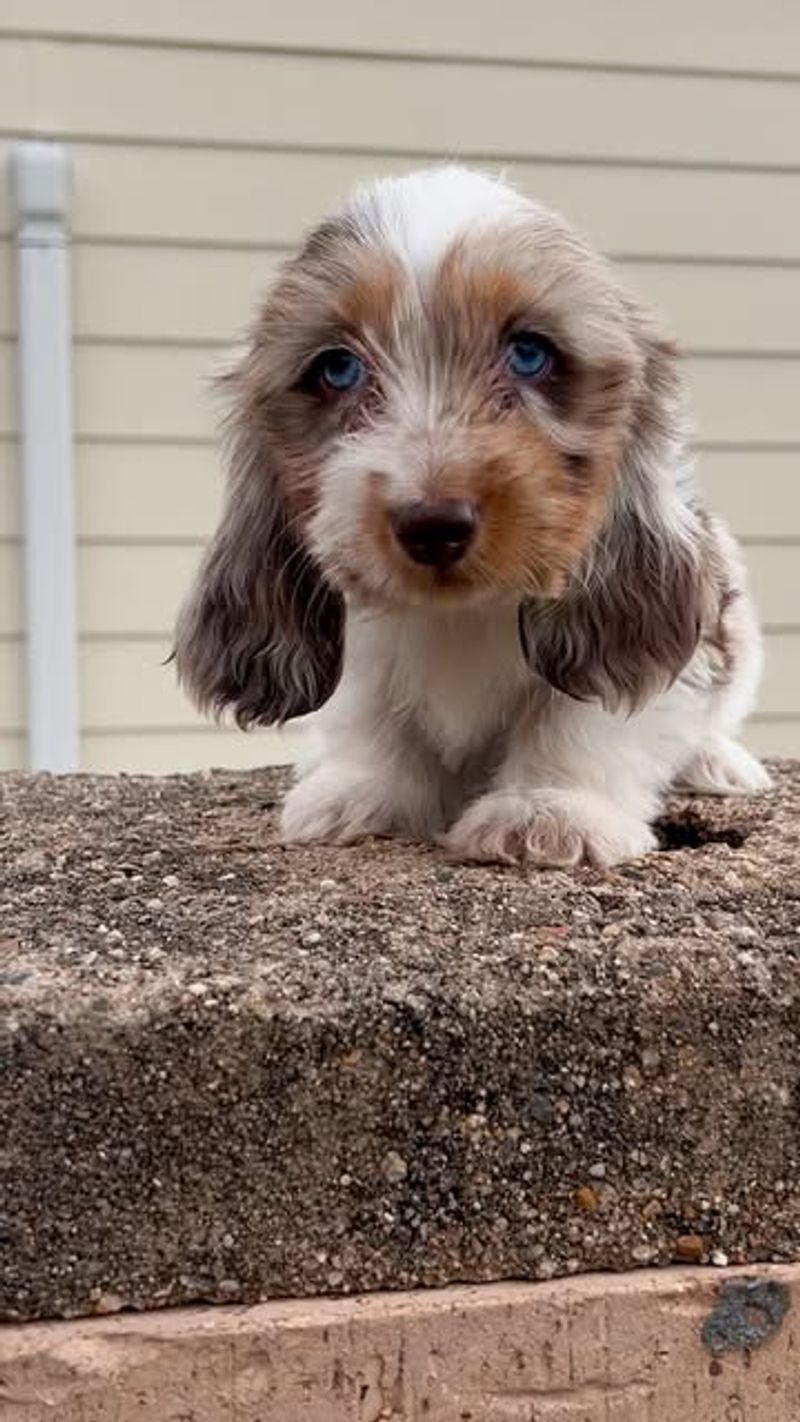 Dachshund