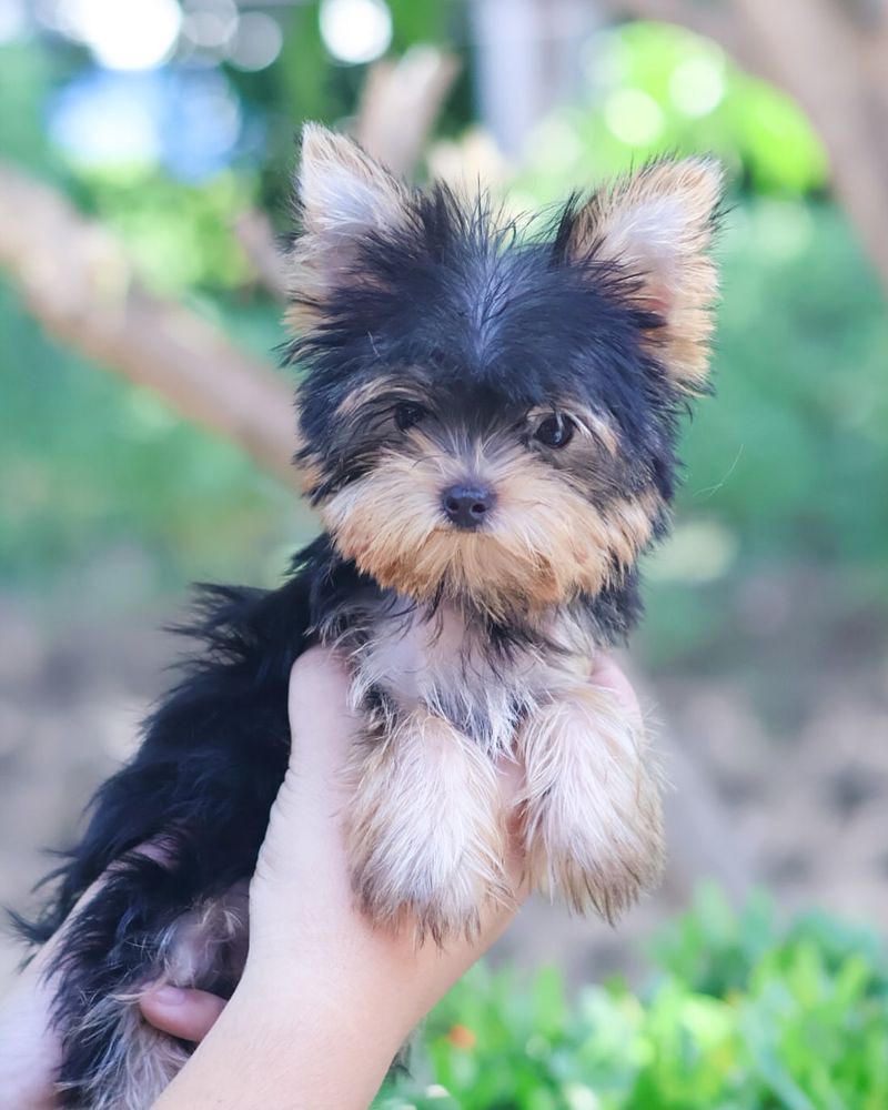 Yorkshire Terrier