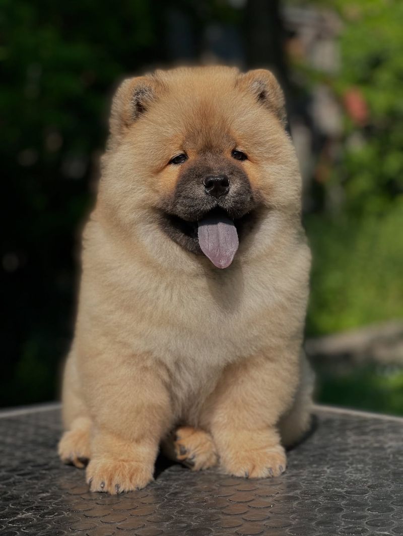 Chow Chow
