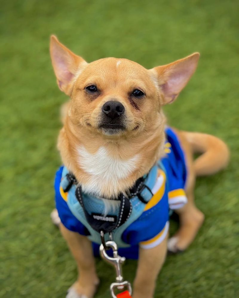 Chihuahua