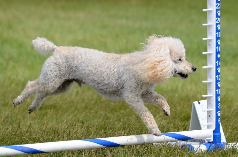 Poodle