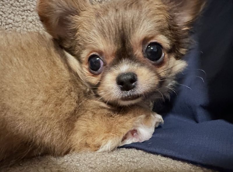Chihuahua