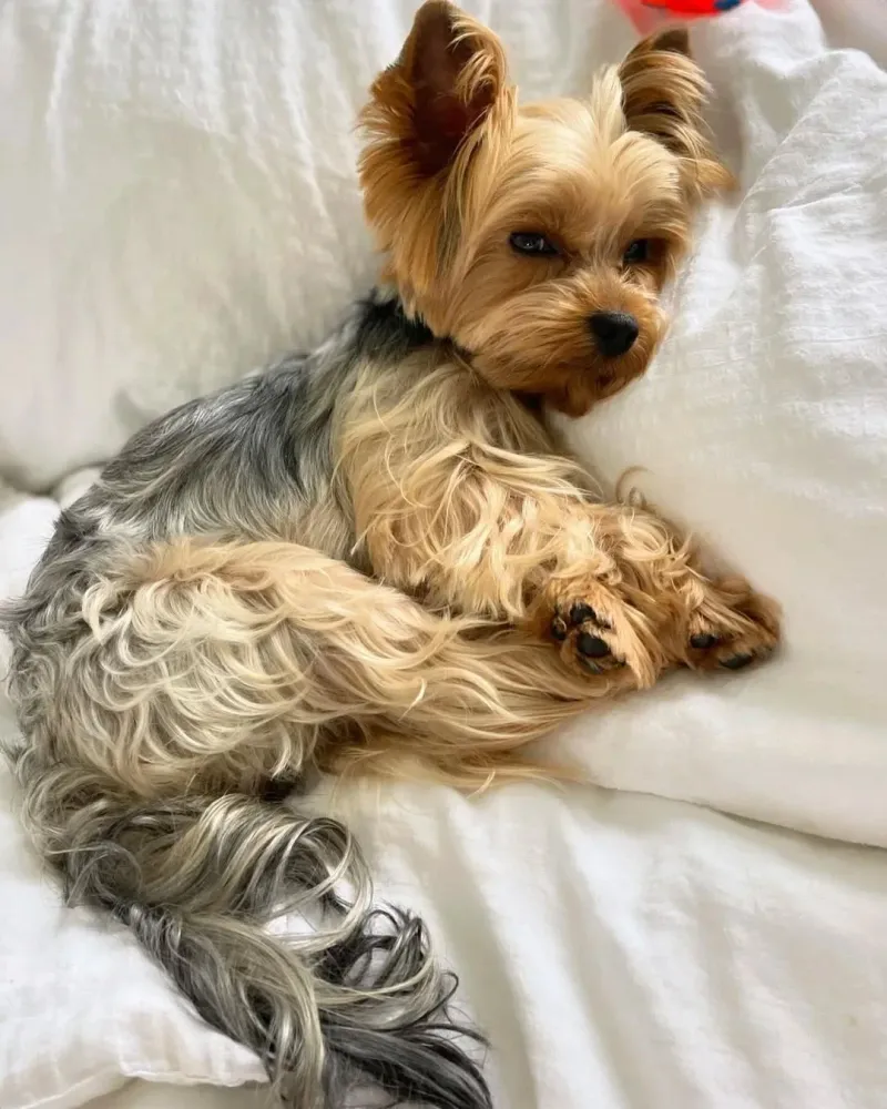 Yorkshire Terrier
