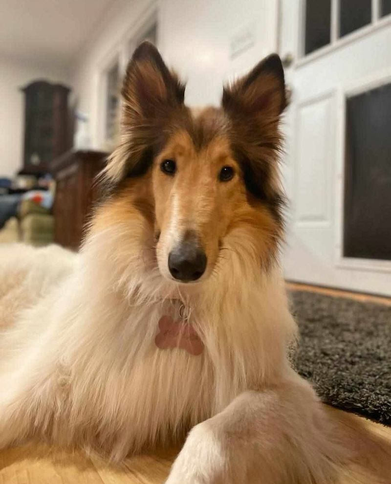 Collie