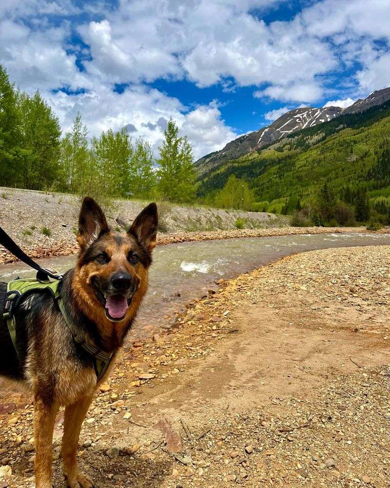 German Shepherd