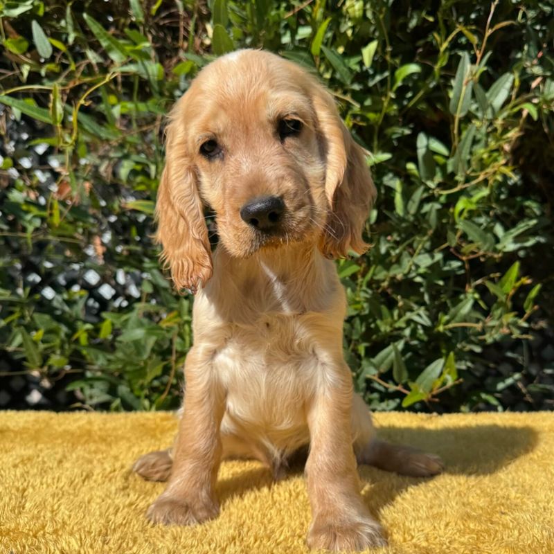 Cocker Spaniel