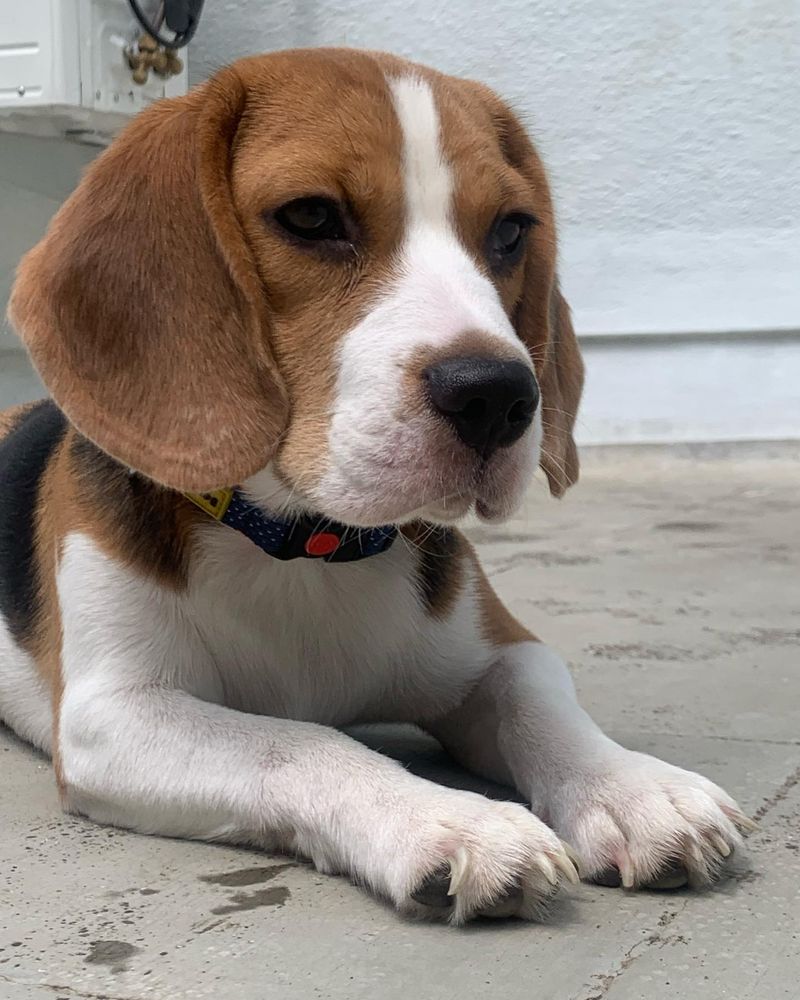 Beagle