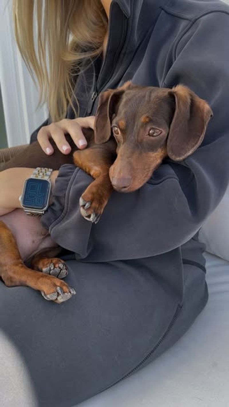 Dachshund