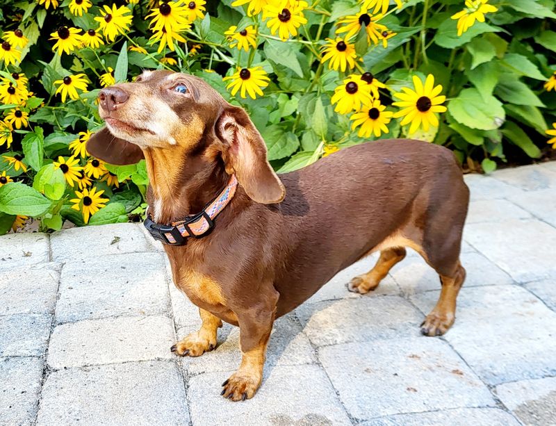 Dachshund