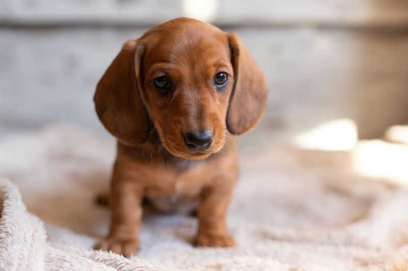 Dachshund