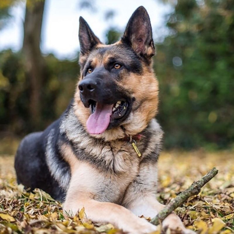 German Shepherd