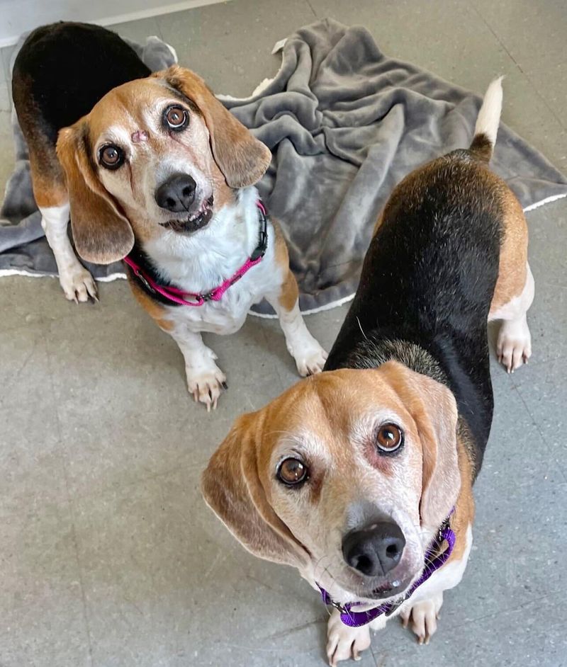 Beagle