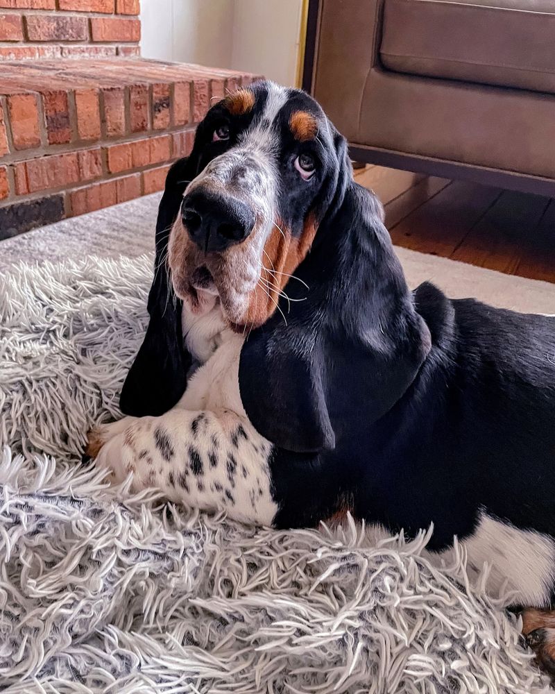 Basset Hound