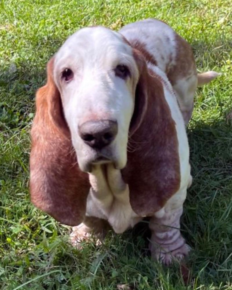 Basset Hound
