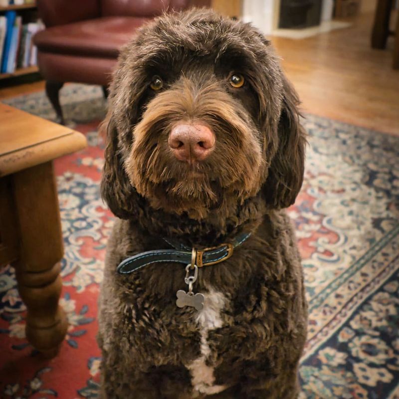 Portuguese Water Dog active breed low dander