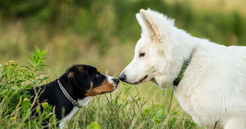 Socialization is Essential