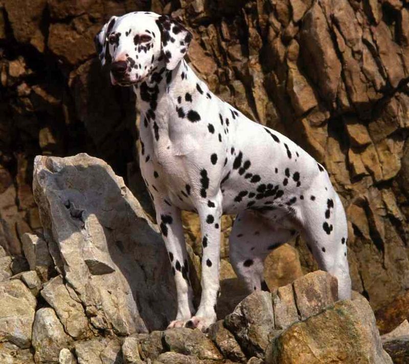 Dalmatian