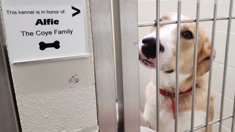 Sponsor a Shelter Dog
