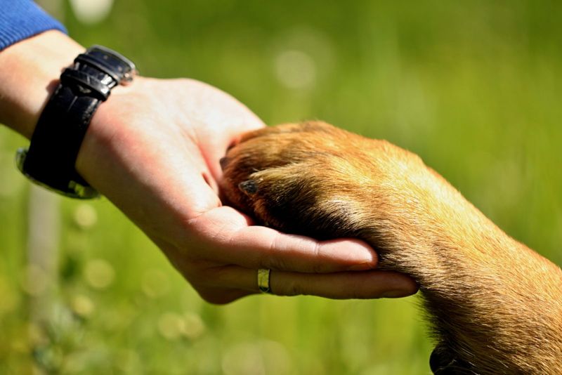 Sponsor a Shelter Dog