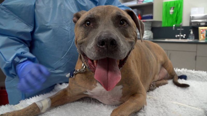 Veterinary Care