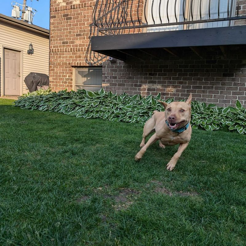 Happy Zoomies
