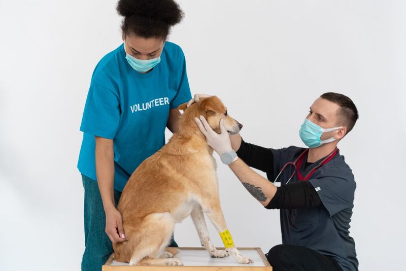 Conduct Vet Consultations