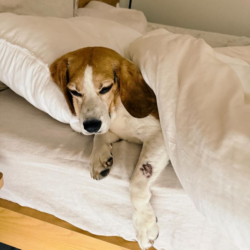 Beagle