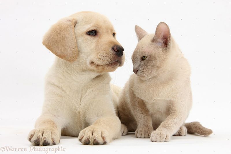 Labrador Retriever