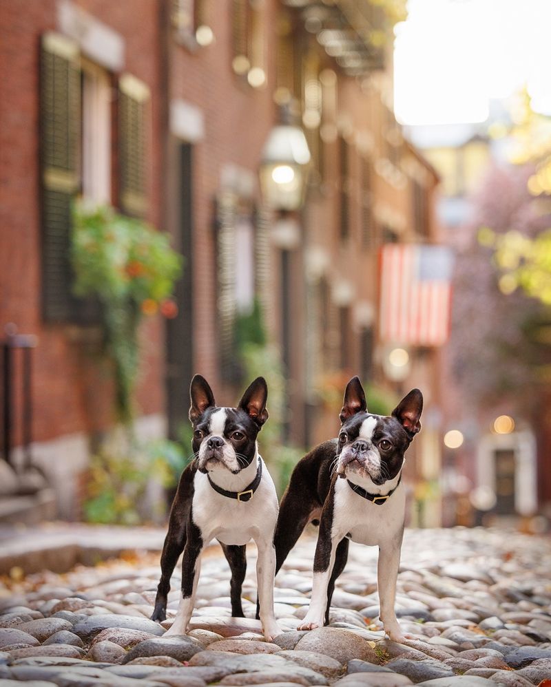 Boston Terrier
