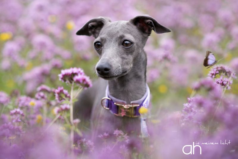 Italian Greyhound