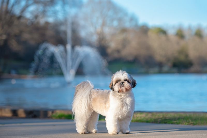 Shih Tzu