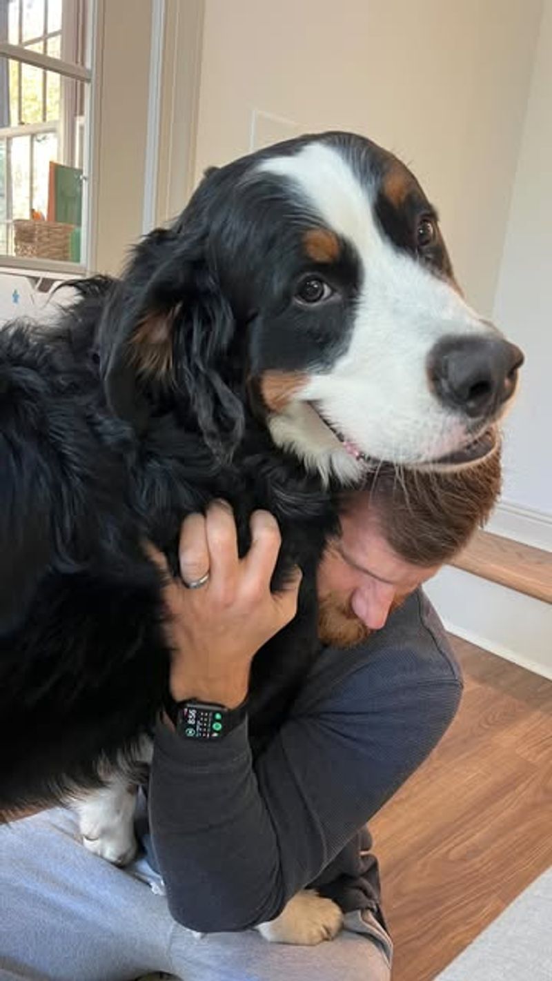 Bernese Mountain Dog