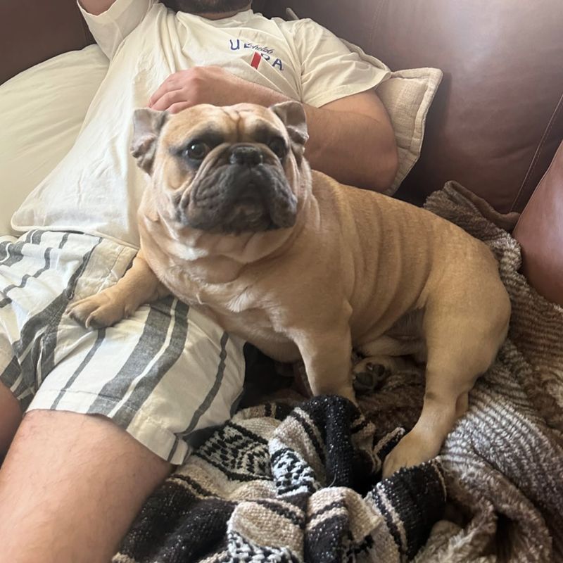 French Bulldog