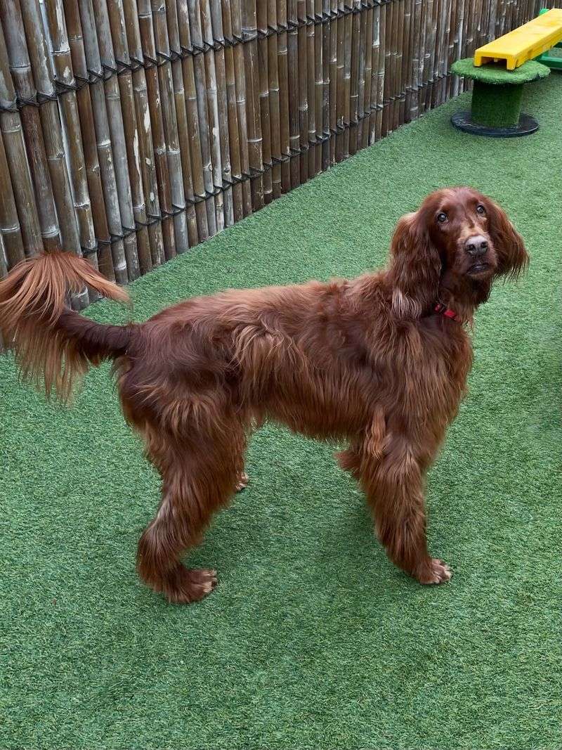 Irish Setter
