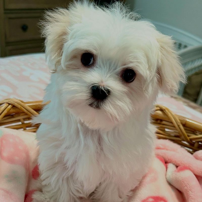 Maltese