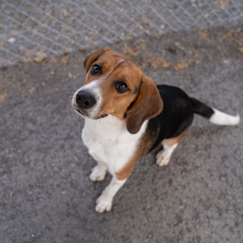 Beagle
