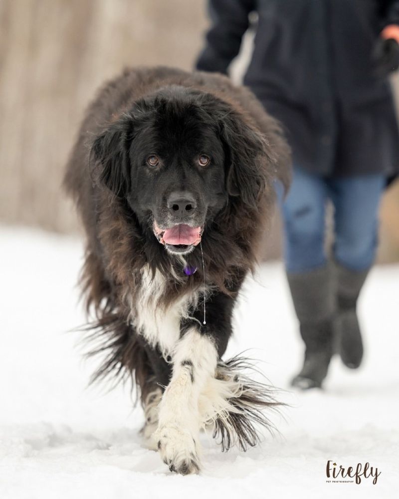 Newfoundland