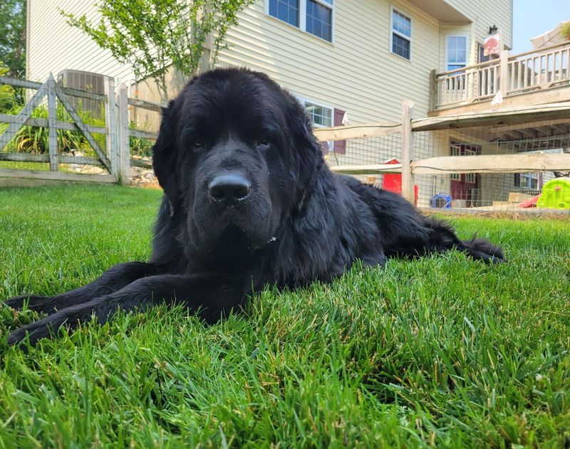 Newfoundland