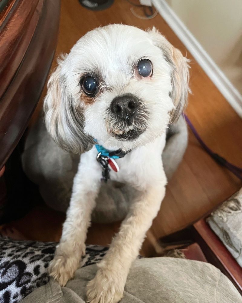 Shih Tzu