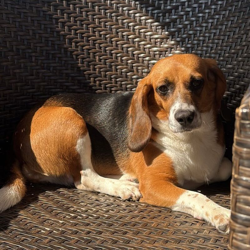 Beagle