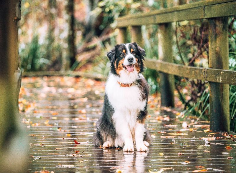 Australian Shepherd