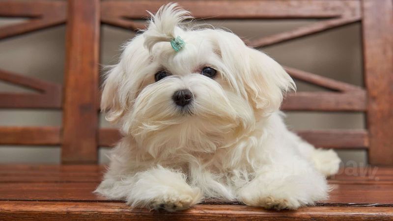 Maltese